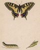 Бабочка махаон (лат. Papilio Machaon), её гусеница и куколка. History of British Butterflies Френсиса Морриса. Лондон, 1870, л.1