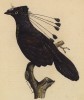 Новогвинейская райская птица (лист из альбома литографий "Галерея птиц... королевского сада", изданного в Париже в 1822 году)
