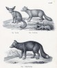 Фенек, лиса и серебристая лиса (лист 18 первого тома работы профессора Шинца Naturgeschichte und Abbildungen der Menschen und Säugethiere..., вышедшей в Цюрихе в 1840 году)