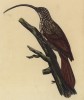 Пищуха серпоклювая (лист из альбома литографий "Галерея птиц... королевского сада", изданного в Париже в 1825 году)