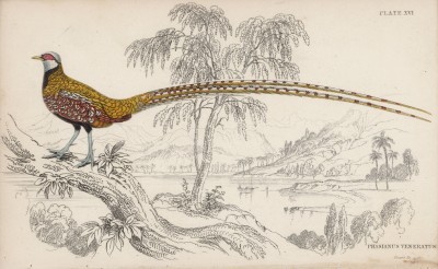Золотой фазан (Phasianus superbus (лат.)) (лист 16 тома XX "Библиотеки натуралиста" Вильяма Жардина, изданного в Эдинбурге в 1834 году)