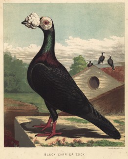 Самец чёрного почтового голубя (тиульный лист знаменитой "Книги голубей..." Роберта Фултона, изданной в Лондоне в 1874 году)