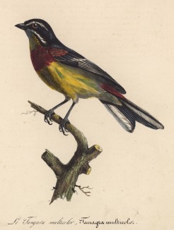 Танагра разноцветная (Tanagra multicolor (лат.)) (лист из альбома литографий "Галерея птиц... королевского сада", изданного в Париже в 1822 году)