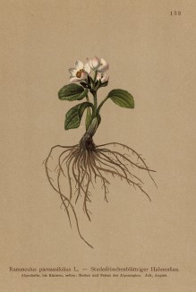 Лютик белорозолистный (Ranunculus parnassifolius (лат.)) (из Atlas der Alpenflora. Дрезден. 1897 год. Том II. Лист 133)