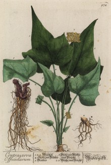 Дорстения противоядная обыкновенная (Contrajerva officinarum (лат.) (лист 578 "Гербария" Элизабет Блеквелл, изданного в Нюрнберге в 1760 году)