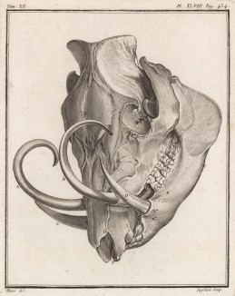 Череп дикой свиньи (бабируссы) (лист XLVIII иллюстраций к двенадцатому тому знаменитой "Естественной истории" графа де Бюффона, изданному в Париже в 1764 году)
