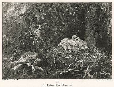 "Гнездо сокола" работы Бруно Лильефорса. Moderne Kunst..., т. 9, Берлин, 1895 год. 
