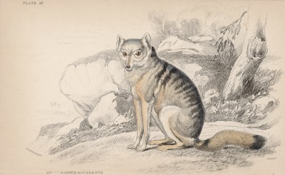 Майконг, или лисица-крабоед (Cerdocyon mesoleucus (лат.)) из Южной Америки (лист 27 тома IV "Библиотеки натуралиста" Вильяма Жардина, изданного в Эдинбурге в 1839 году)
