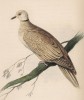 Кольчатая горлица (Turtur Risorius (лат.)) (лист 17 тома XIX "Библиотеки натуралиста" Вильяма Жардина, изданного в Эдинбурге в 1843 году)