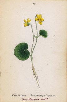Фиалка двухцветковая (Viola biflora (лат.)) (лист 75 известной работы Йозефа Карла Вебера "Растения Альп", изданной в Мюнхене в 1872 году)