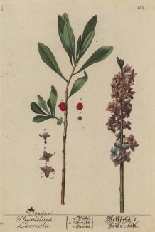 Тимелея обыкновенная (Thymelaea Laureola лат.) -- благородный сорняк (лист 582 "Гербария" Элизабет Блеквелл, изданного в Нюрнберге в 1760 году)