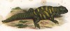 Шипохвост глазчатый (uromastyx ocellatus (лат.)) (из Naturgeschichte der Amphibien in ihren Sämmtlichen hauptformen. Вена. 1864 год)