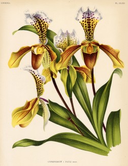 Орхидея CYPRIPEDIUM x PAULI (лат.) (лист DLXXI Lindenia Iconographie des Orchidées - обширнейшей в истории иконографии орхидей. Брюссель, 1897)