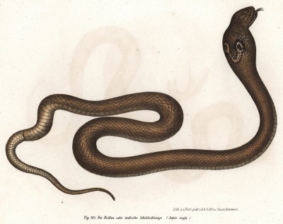 Кобра (Aspis naja (лат.)) (из Naturgeschichte der Amphibien in ihren Sämmtlichen hauptformen. Вена. 1864 год)