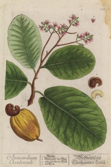 Кешью (англ. cashew, от порт. caju), или Anacardium occidentale (лат.). Индийский орех — дерево, плод которого является распространённым продуктом питания. Родина — Бразилия (лист 369 "Гербария" Элизабет Блеквелл, изданного в Нюрнберге в 1757 году)