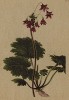 Кортуза Маттиоли (Cortusa Matthioli (лат.)) (из Atlas der Alpenflora. Дрезден. 1897 год. Том IV. Лист 301)