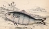 Рыба-лоцман (Naucrates Indicus (лат.)) (лист 2 тома XXVIII "Библиотеки натуралиста" Вильяма Жардина, изданного в Эдинбурге в 1843 году)