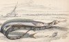 1. Песчанка 2. Большая морская игла (1. Ammodytes Tobianus 2. Sygnathus Acus (лат.)) (лист 18 XXXIII тома "Библиотеки натуралиста" Вильяма Жардина, изданного в Эдинбурге в 1843 году)