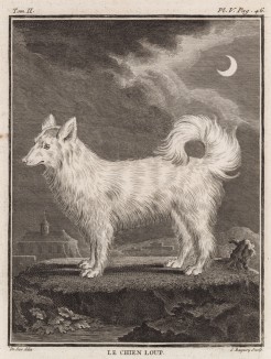 Пастушья собака-волк (лист V иллюстраций ко второму тому знаменитой "Естественной истории" графа де Бюффона, изданному в Париже в 1749 году)