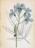 Зубянка луковичная (Dentaria bulbifera (лат.)) (лист 52 известной работы Йозефа Карла Вебера "Растения Альп", изданной в Мюнхене в 1872 году)