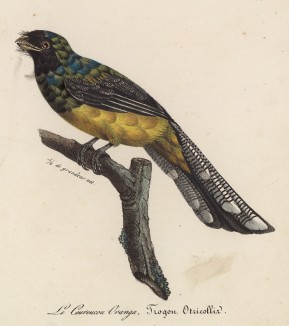 Трогон, он же кетцаль (лист из альбома литографий "Галерея птиц... королевского сада", изданного в Париже в 1822 году)