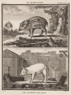 Дикий кабанчик и молочный поросёнок (лист XIII иллюстраций к первому тому знаменитой "Естественной истории" графа де Бюффона, изданному в Париже в 1749 году)