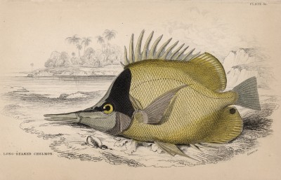 Рыба-бабочка жёлтая (Chelmon longirostris (лат.)) (лист 31 тома XXVIII "Библиотеки натуралиста" Вильяма Жардина, изданного в Эдинбурге в 1843 году)