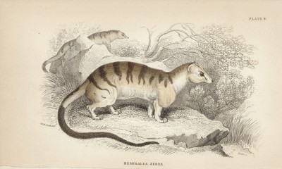 Животное из семейства виверровые hemigalea zebra (лат.) (лист 9 тома I "Библиотеки натуралиста" Вильяма Жардина, изданного в Эдинбурге в 1842 году)