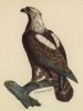 Орёл-могильник (Aquila heliaca (лат.)) (лист из альбома литографий "Галерея птиц... королевского сада", изданного в Париже в 1822 году)