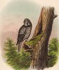 Ястребиная сова (Strix nisoria (лат.)) в 1/3 натуральной величины (лист LII красивой работы Оскара фон Ризенталя "Хищные птицы Германии...", изданной в Касселе в 1894 году)