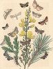 Бабочка семейства нолид и совок. "Книга бабочек" Фридриха Берге, Штутгарт, 1870. 
