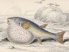 Океанический иглобрюх (Tetrodon (лат.)) (лист 20 XXXIII тома "Библиотеки натуралиста" Вильяма Жардина, изданного в Эдинбурге в 1843 году)