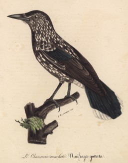 Ореховка пёстрая (Nucifraga guttata (лат.)) (лист из альбома литографий "Галерея птиц... королевского сада", изданного в Париже в 1822 году)