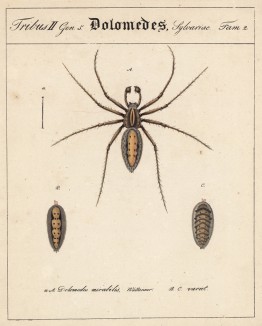 Бродячий паук рода Dolomedes (лат.) (лист из Monographie der spinne... Нюрнберг. 1829 год (экземпляр № 26 из 100))