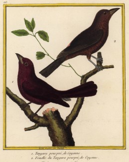Южноамериканские танагры (из Table des Planches Enluminées d'Histoire Naturelle de M. D'Aubenton (фр.). Утрехт. 1783 год (лист 128))
