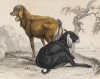 Козы непальская и верхнеегипетская (Nepal goat and the goat of upper Egypt (англ.)) (лист 10 тома X "Библиотеки натуралиста" Вильяма Жардина, изданного в Эдинбурге в 1843 году)