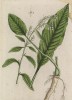 Редька посевная, или редька огородная (Raphanus sativus (лат.)) — вид однолетних или двулетних травянистых растений из рода редька семейства капустные (лист 415 "Гербария" Элизабет Блеквелл, изданного в Нюрнберге в 1760 году)