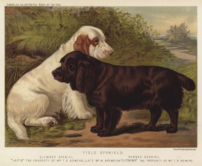 Спаниели Лапис и Тромб (из "Книги собак" Веро Шоу, украшенной великолепными иллюстрациями Чарльза Барбера. Лондон. 1881 год)