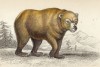 Жёлтый норвежский медведь (ursus (лат.)) (лист 20 тома I "Библиотеки натуралиста" Вильяма Жардина, изданного в Эдинбурге в 1842 году)