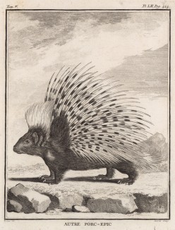 Великолепный дикобраз (лист LII иллюстраций к пятому тому знаменитой "Естественной истории" графа де Бюффона, изданному в Париже в 1755 году)