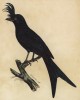 Хохлатый дронго (Dicrurus cristatus (лат.)) (лист из альбома литографий "Галерея птиц... королевского сада", изданного в Париже в 1822 году)