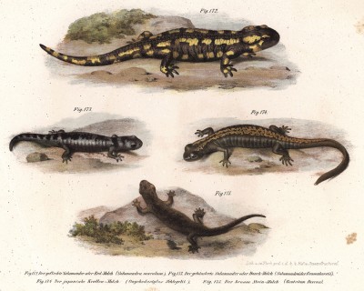 Разнообразные саламандры из коллекции Леопольда Фитцингера, иллюстрирующие его изветсную работу Naturgeschichte der Amphibien in ihren Sämmtlichen hauptformen (Вена. 1864 год)