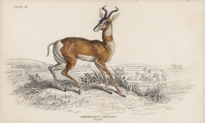 Газель Зоммеринга (сомалийская) (Gasella Semmeringii (лат.)) (лист 28 тома XI "Библиотеки натуралиста" Вильяма Жардина, изданного в Эдинбурге в 1843 году)