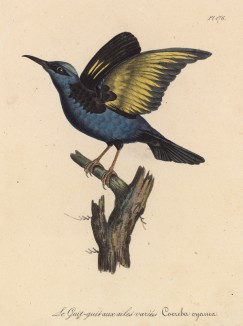 Воробей разнокрылый (лист из альбома литографий "Галерея птиц... королевского сада", изданного в Париже в 1825 году)