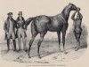 Английская скаковая лошадь (лист 49 первого тома работы профессора Шинца Naturgeschichte und Abbildungen der Menschen und Säugethiere..., вышедшей в Цюрихе в 1840 году)