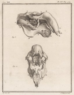 Чья-то челюсть (лист XVII иллюстраций к тринадцатому тому знаменитой "Естественной истории" графа де Бюффона, изданному в Париже в 1765 году)