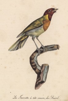 Рыжегорлая завирушка (лист из альбома литографий "Галерея птиц... королевского сада", изданного в Париже в 1822 году)