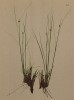 Ещё один вид ситника, произрастающий на берегу соседнего ручья (Juncus Hostii Tausch (лат.)) (из Atlas der Alpenflora. Дрезден. 1897 год. Том I. Лист 36)