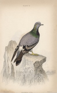 Сизый голубь (Columba livia (лат.)) (лист 12 тома XIX "Библиотеки натуралиста" Вильяма Жардина, изданного в Эдинбурге в 1843 году)