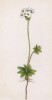 Проломник головчатый (Androsace Chamaejasme (лат.)) (лист 340 известной работы Йозефа Карла Вебера "Растения Альп", изданной в Мюнхене в 1872 году)